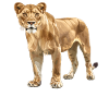 Lioness Lionesses Lioness