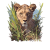 Lioness Lionesses Lioness