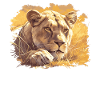 Lioness Lionesses Lioness
