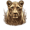 Lioness Lionesses Lioness