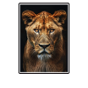 Lioness Lionesses Lioness
