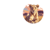 Lioness Lionesses Lioness