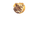 Lioness Lionesses Lioness
