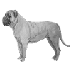 Bullmastiff