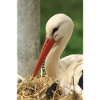 Cigogne dans le nid