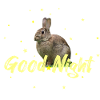 Bonne nuit Lièvre Lapin
