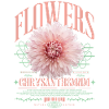 Chrysanthemum Chrysanthemums