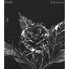 Midnight Blossom