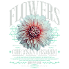 Chrysantheme Chrysanthemen