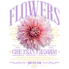 Chrysanthemum Chrysanthemums