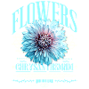 Chrysanthemum Chrysanthemums