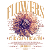 Chrysanthemum Chrysanthemums