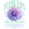 Chrysanthemum Chrysanthemums