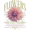 Chrysanthème Fleurs de chrysanthème