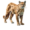 Cougar Mountain Lion Mountain Lion