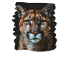 Cougar Mountain Lion Mountain Lion