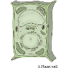 Plant cell