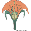The anatomy of the flower