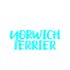 Norwich Terrier