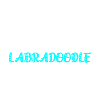 Labradoodle