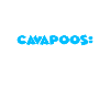 Cavapoo Cavoodle