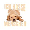 Labrador Meme