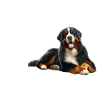 Bouvier bernois