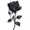 Black Rose