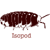 Isopod