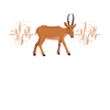 Saiga Antelope Cardio Saiga Antilope