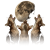 Chat Abyssin Lune Hurlante