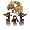 Chat Abyssin Lune Hurlante