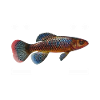 Killifish Quarium Fish