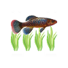 Killifish Quarium Fish