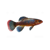 Killifish Quarium Fish
