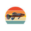 Killifish Quarium Fish