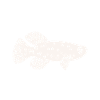 Killifish Quarium Fish