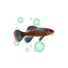 Killifish Quarium Fish