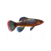 Killifish Quarium Fish