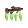 Killifish Quarium Fish