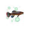 Killifish Quarium Fish