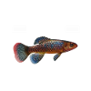 Killifish Quarium Fish