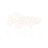 Killifish Quarium Fish