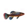 Killifish Quarium Fish