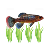 Killifish Quarium Fish