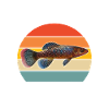Killifish Quarium Fish