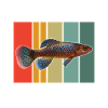 Killifish Quarium Fish