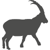 Steinbock