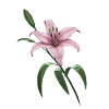 Lys rose