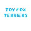 Toy Fox Terrier